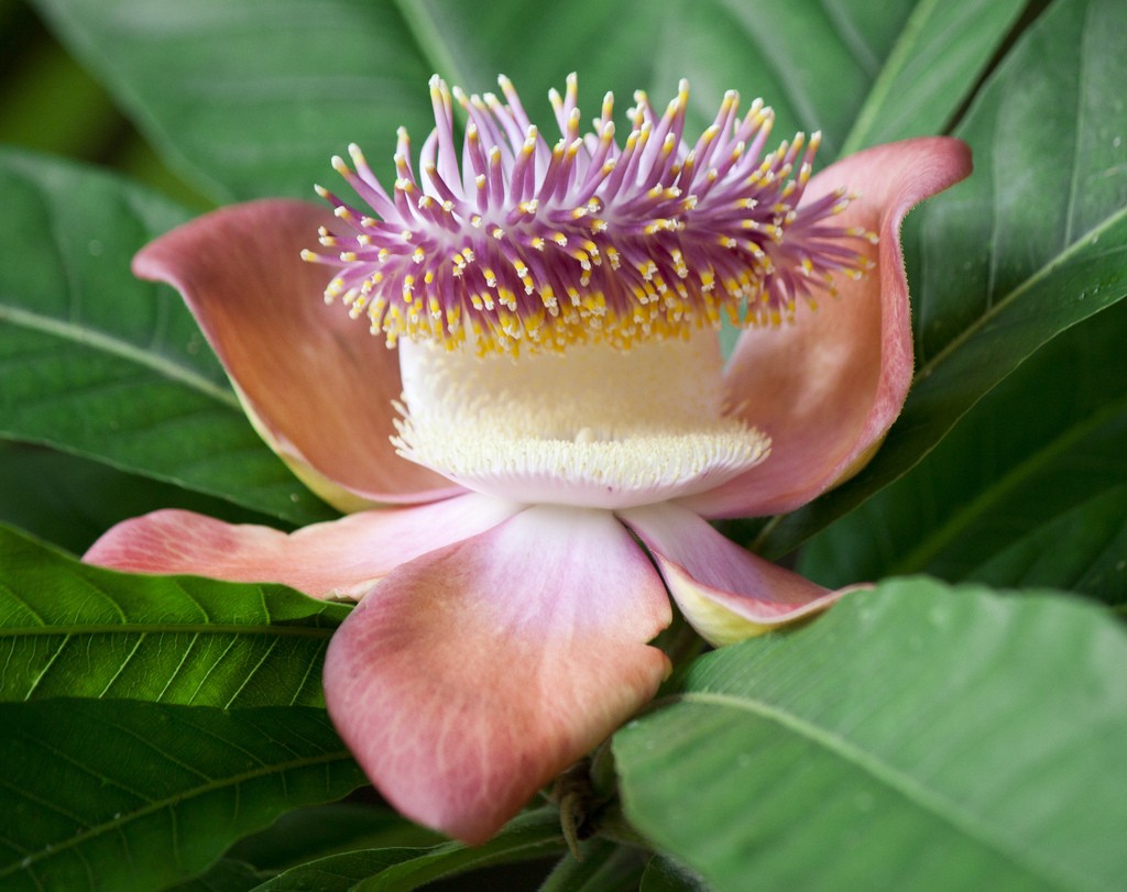 Champa Flower Fragrance