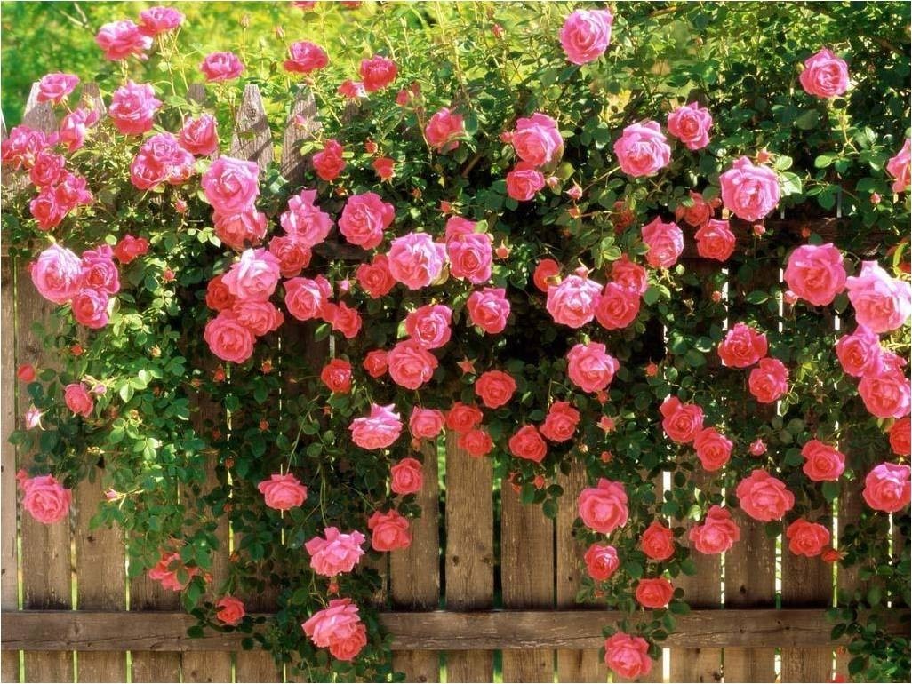 Garden Rose Fragrance