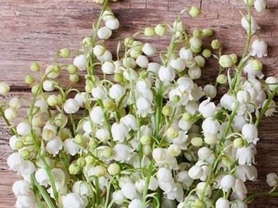 Lily of the Valley Fragrance