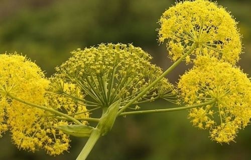Galbanum Essential Oil