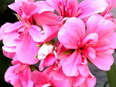 Rose Geranium Fragrance