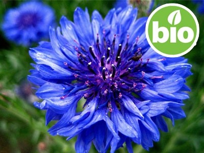 Organic Cornflower Hydrosol - Microfiltered.
