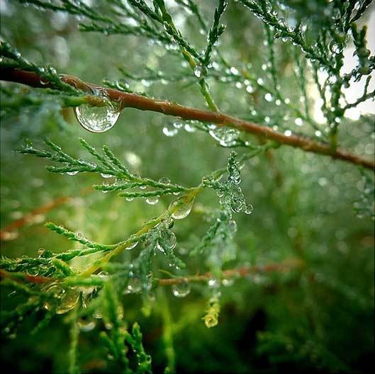 Organic Cypress Hydrolat