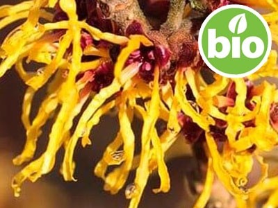 Organic Witch Hazel Hydrolat