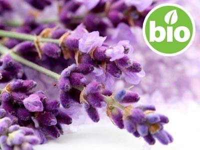 Organic Fine Lavender Hydrolat - Microfiltered