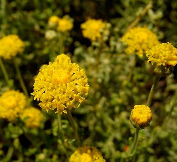 Organic Santolina Chamomile Hydrolat