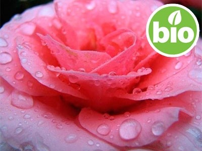 Organic Rosa Damascena Hydrolat