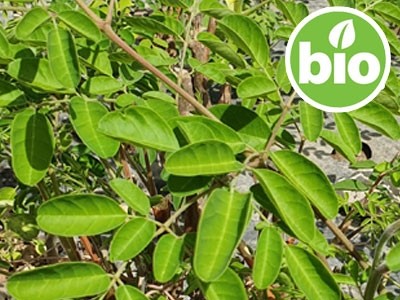 Organic Cut Moringa Leaf