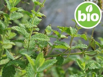 Organic Spearmint - Mentha Spicata