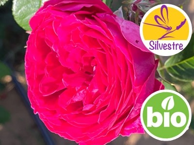 Organic Rosa Centifolia Hydrolat