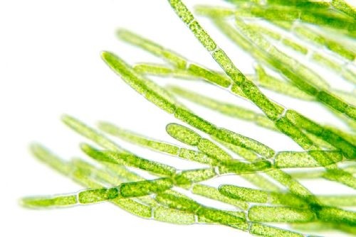 Natural Marine Elastin