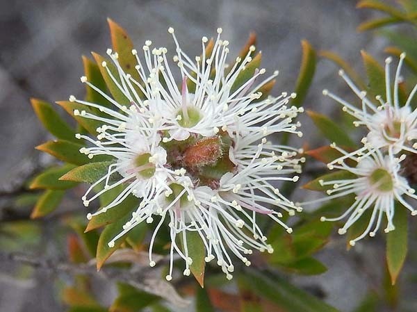 Wild Kunzea Essential Oil
