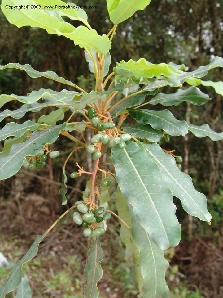 Wild and Organic Issa Essential Oil