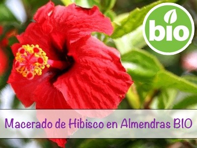 Hibiscus Flower Macerate in Organic Almond Oil