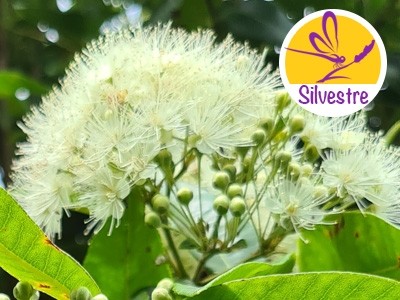 Wild Lemon Myrtle Essential Oil - Ct. Citronellal