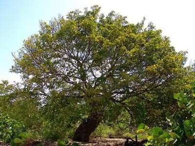 Guaiacwood Essential Oil