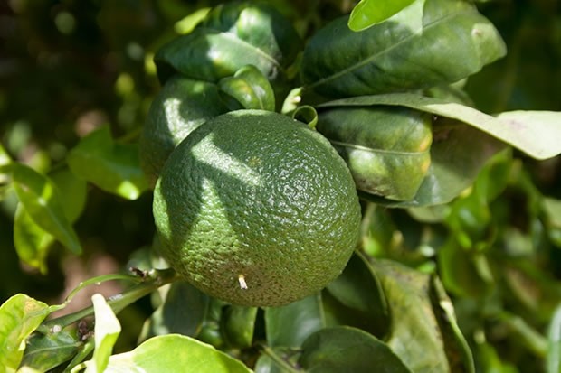 Organic Clementine Petitgrain
