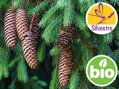 Common Spruce Essential Oil - Wild and Organic Norway Spruce