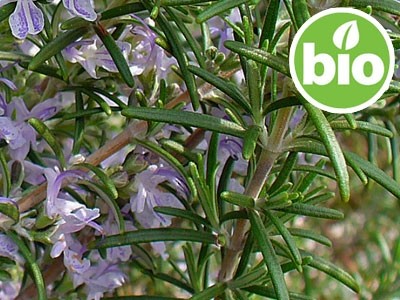 Organic Rosemary Verbenone Essential Oil