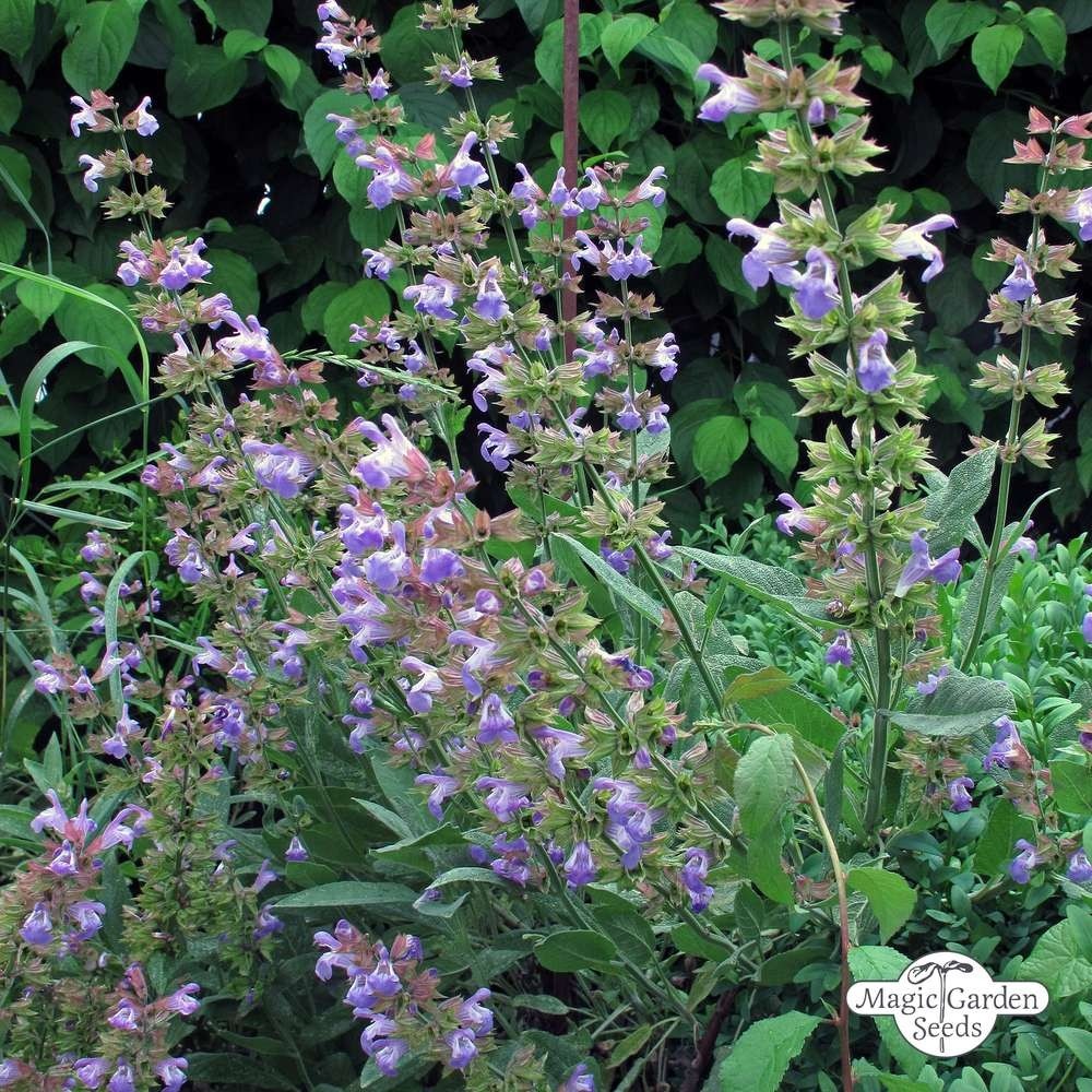 Organic Salvia Lavandulifolia / Spanish Sage Hydrolat
