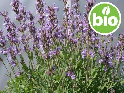 Organic Spanish Sage