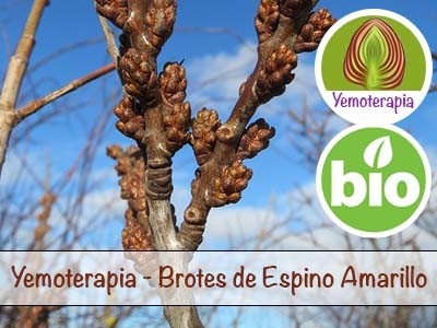 Sea Buckthorn Young Shoots - Gemmotherapy