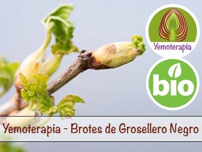 Blackcurrant Shoots - Gemmotherapy