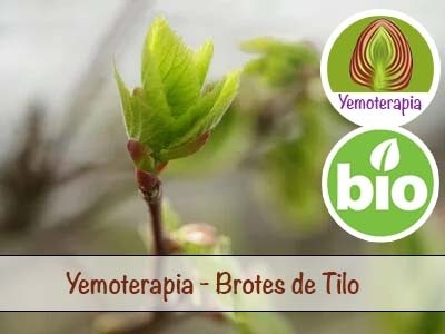 Lime Tree Young Shoots - Gemmotherapy