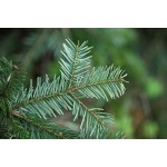 Wild Silver Fir Essential Oil