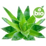 Organic Aloe Vera Oil