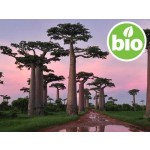 Organic Baobab Oil - 1st Pressing