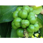 Organic 1st Cold-pressed Cacay Oil