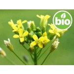 Organic 1st-press Virgin Camelina Sativa Oil