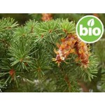 Organic Douglas Pine Essential Oil (Douglas Fir)