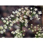 Green Anise Essential Oil - Aniseed