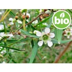 Organic Lemon-scented Tea Tree Essential Oil