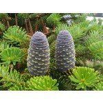 Siberian Fir Essential Oil