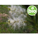 Organic Tea Tree Essential Oil - South Africa