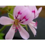 Geranium Absolute (Leaves)