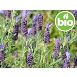 Seville Lavender Hydrolat - Wild