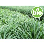 Organic Lemongrass Essential Oil