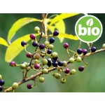 Organic Litsea Cubeba Essential Oil / Organic Exotic Verbena
