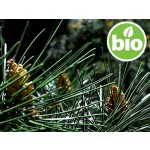 Organic Maritime Pine Essential Oil