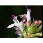 Organic Winter Thyme (Purple Thyme) Essential Oil