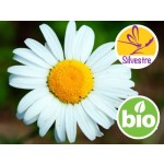 Wild and Organic Blue Chamomile Essential Oil