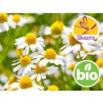 Organic Roman Chamomile Essential Oil - Wild