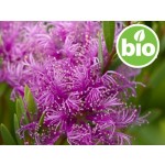 Organic Honey Myrtle Essential Oil