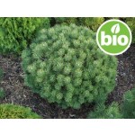Organic Dwarf Pine Essential Oil