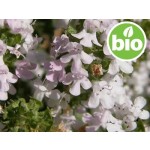 Organic Thyme Essential Oil - CT Thujanol