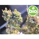 Organic Verbena Thyme Essential Oil - CT Linalool